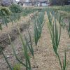 【百津屋の畑】タマネギの追肥と耕運