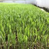 【稲作】稲の育苗は順調ですか？