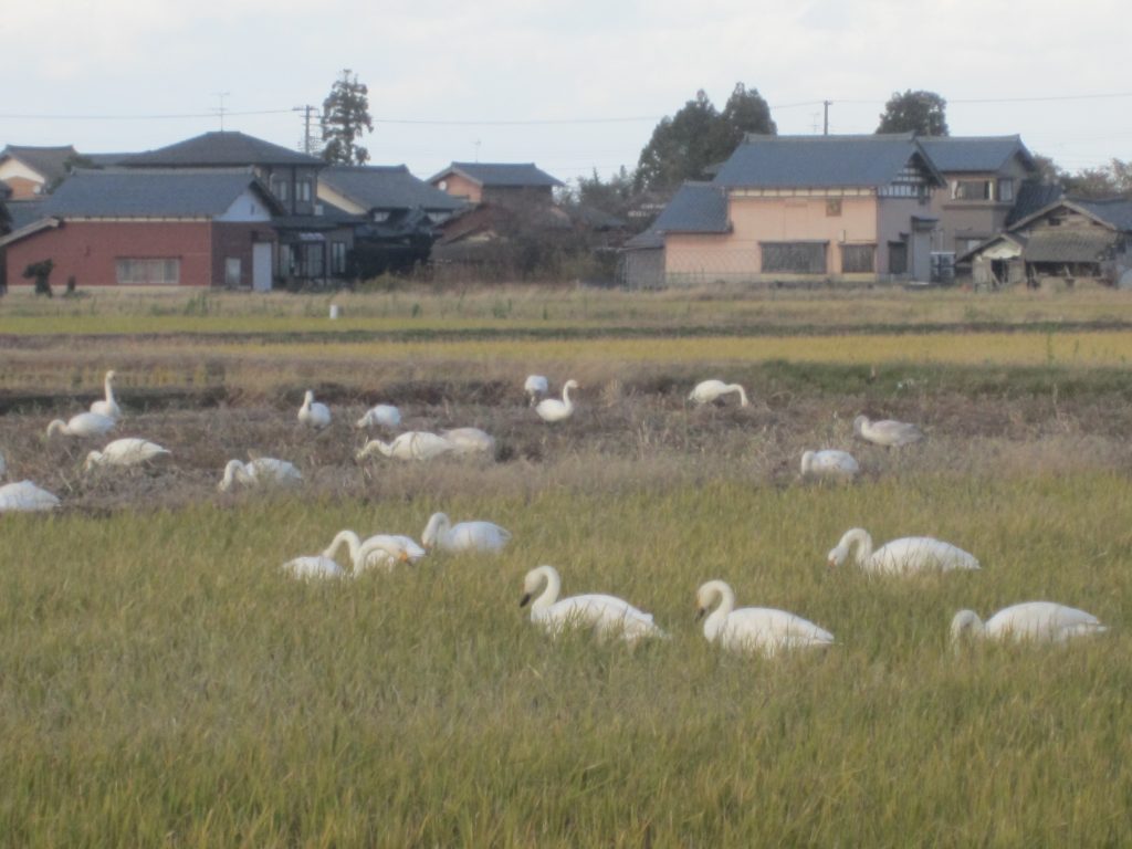 田んぼの白鳥 (5)
