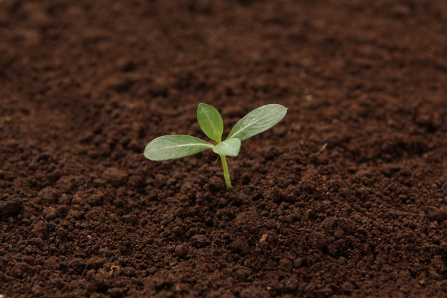 土と新芽