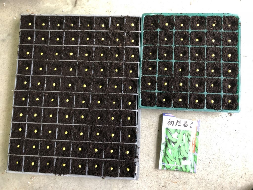 種まき（初だるま）01