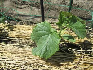 キュウリ [2020-05-22] (2)