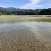 【稲作】田植え後の管理はどうする??