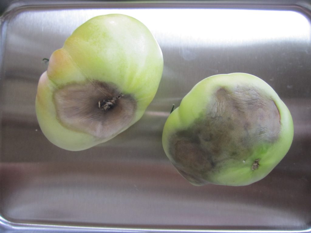 トマト（尻腐れ病） (3)