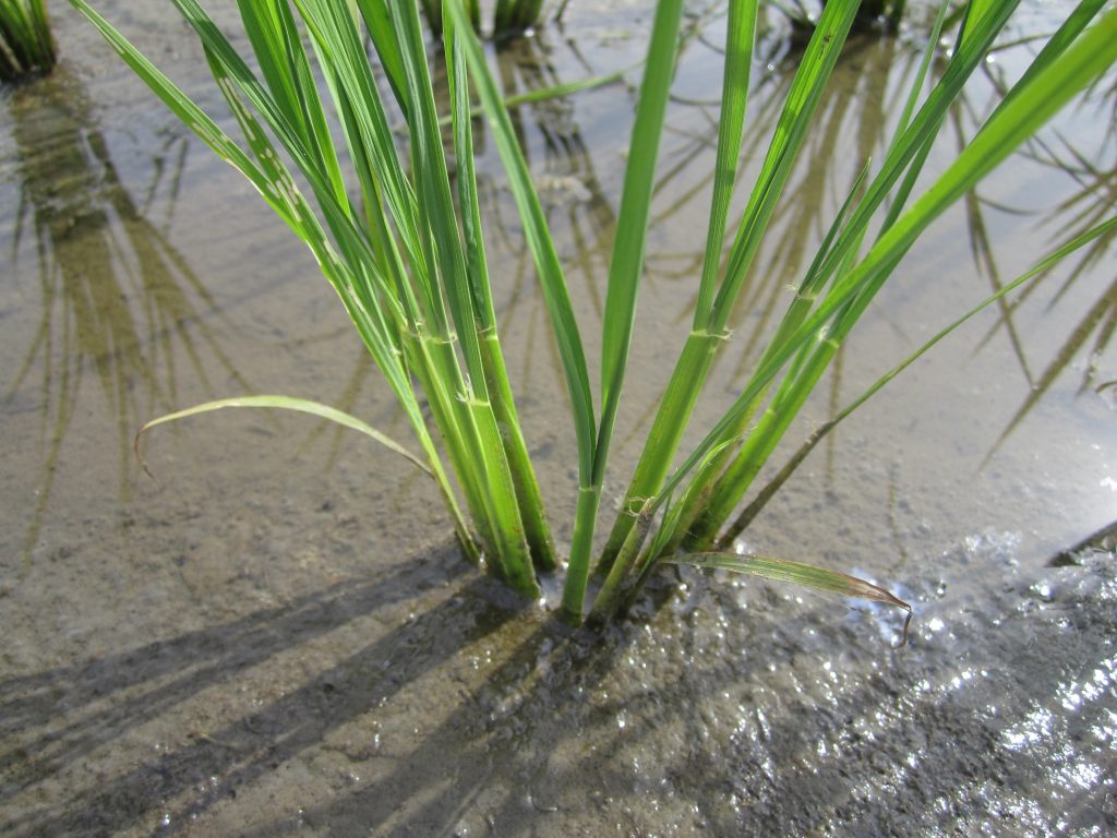 分けつ・開帳 (1)