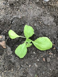 ハクサイ [2020-09-13] (4)