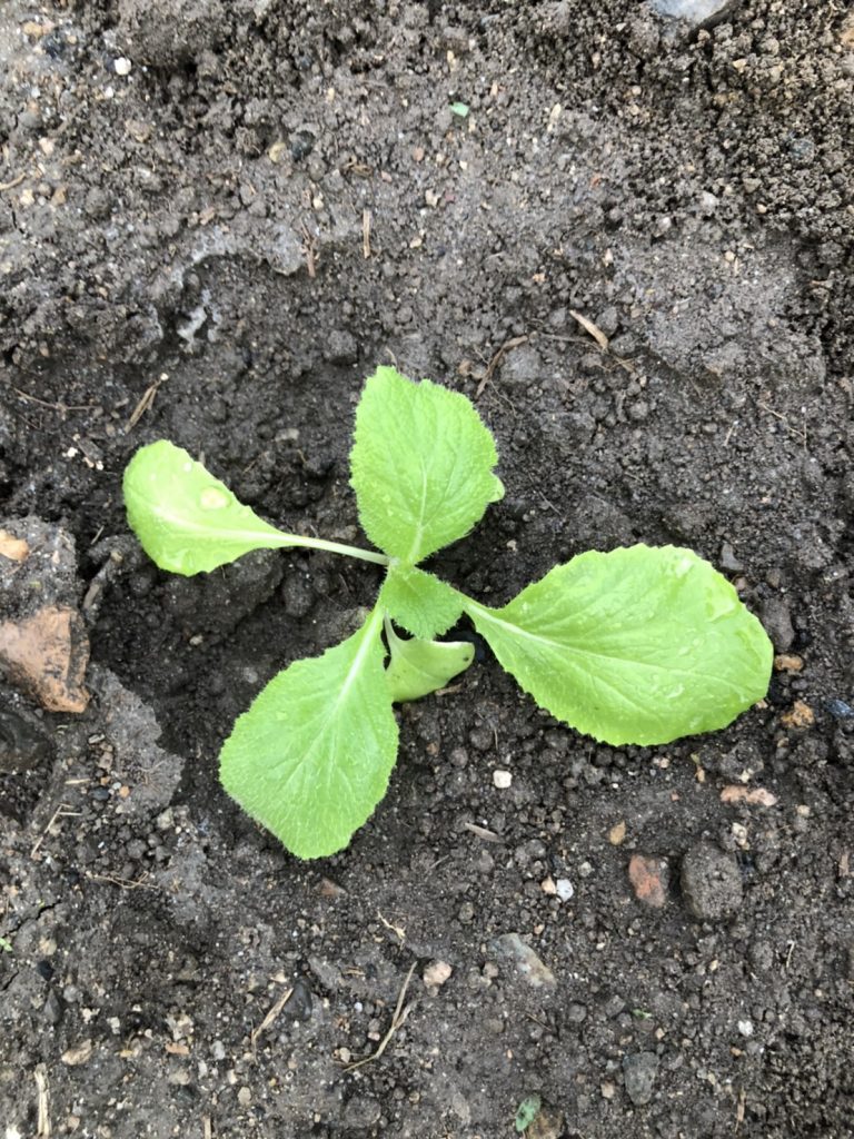 ハクサイ [2020-09-13] (4)