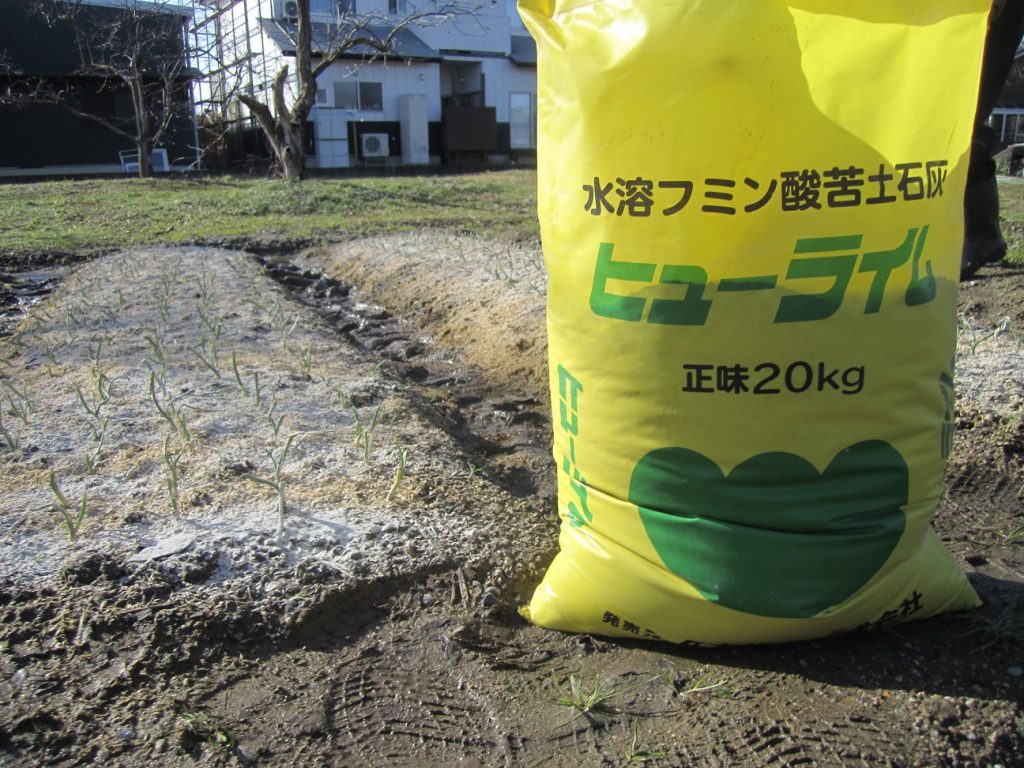 [2021-03-06] タマネギ（ヒューライム施肥） (38)re