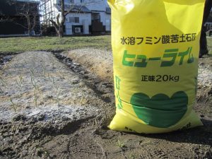 [2021-03-06] タマネギ（ヒューライム施肥） (38)re