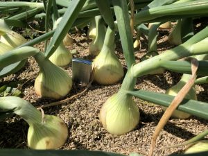 tamanegi [2021-05-26]01