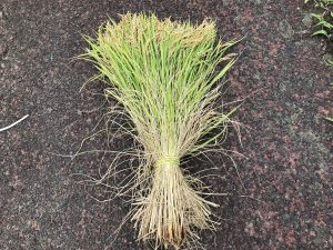 【稲作】令和4年の稲作を振り返る