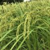 【稲作】令和6年の稲作を振り返る