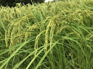 【稲作】令和6年の稲作を振り返る
