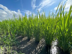【稲作】7月の田んぼの管理について