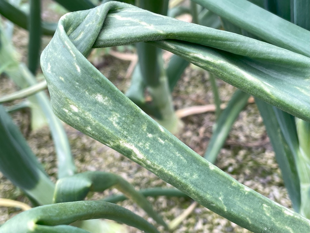 タマネギ - アザミウマ