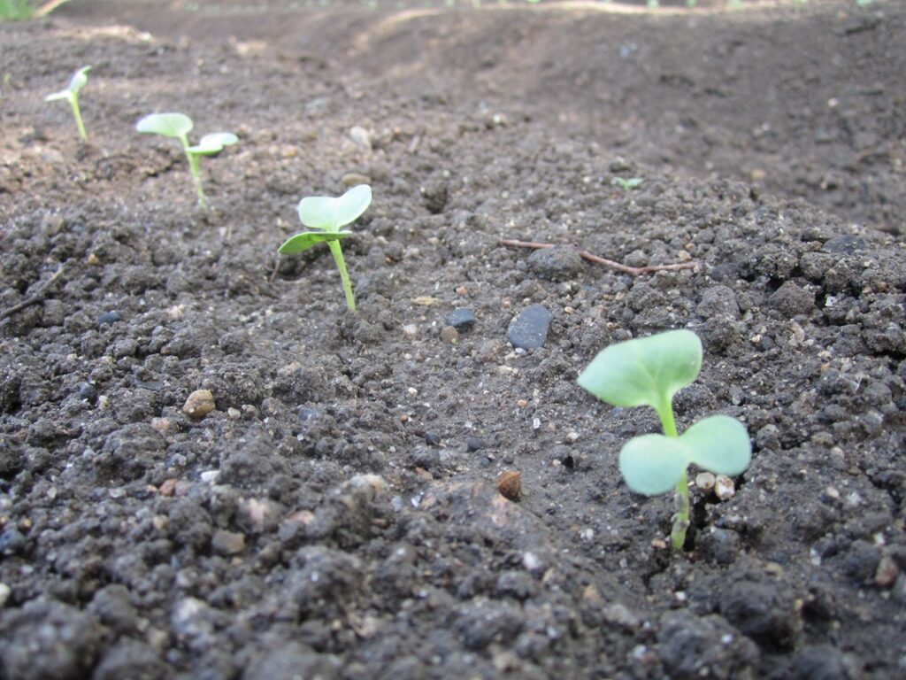 ダイコン（発芽） [2020-09-05] (16)