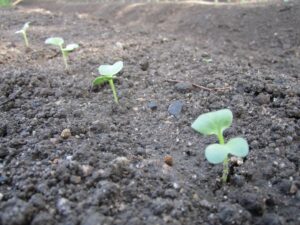 【畑作】秋冬用の畑の支度をしましょう