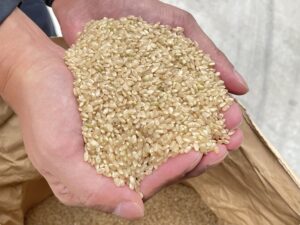 【稲作】令和7年の稲作を振り返る